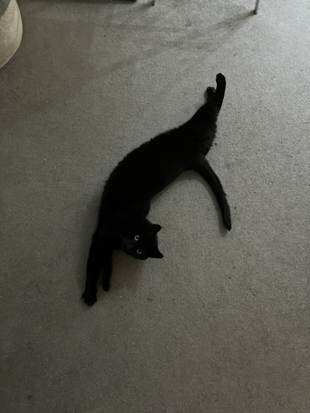 The One where TC moved to Scotland and joined the Excellent Cats