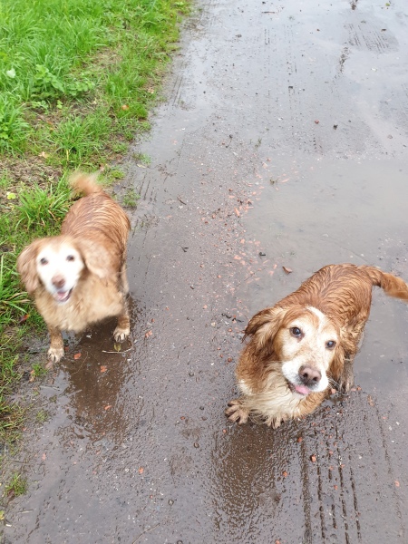 Working Cocker Spaniel?