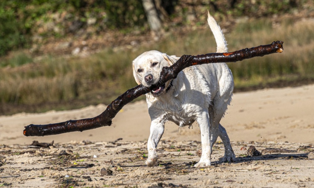 Share Your Dog Stories and Photos! 🐾 Chance to Win £100!