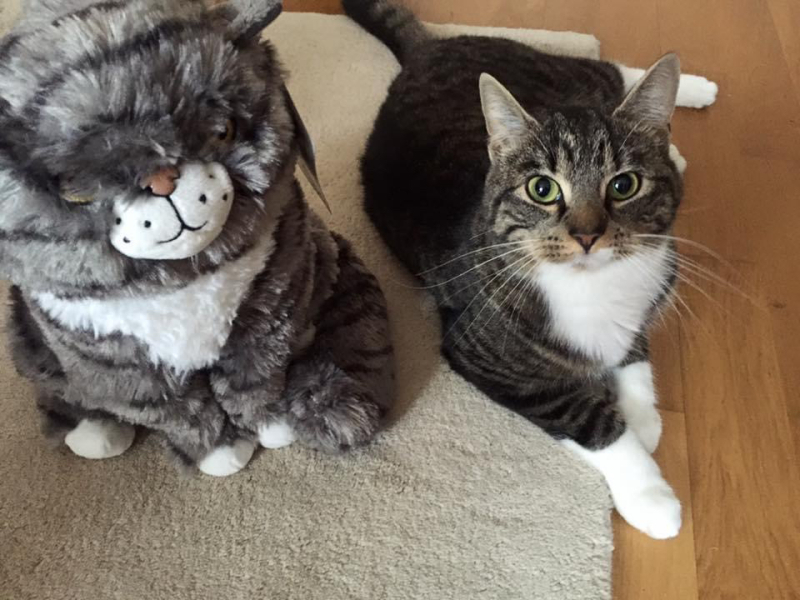 Are these mackerel tabby markings?