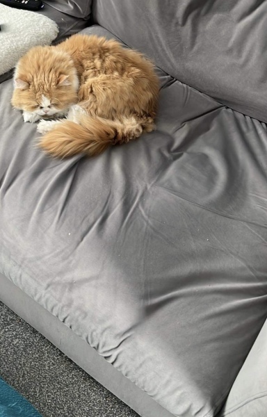 Thread 3 Starmer:  Digging has started, bigger shovel required