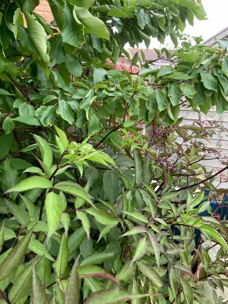 Plant id