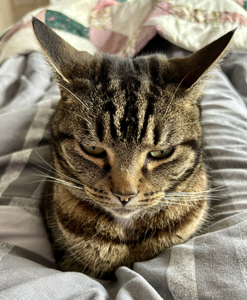 Passports, buckets and spades - the Excellent Cats go on their holidays