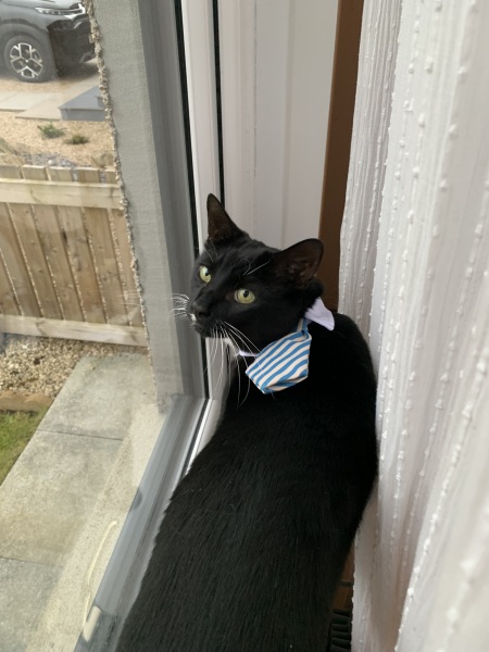 Cat photos