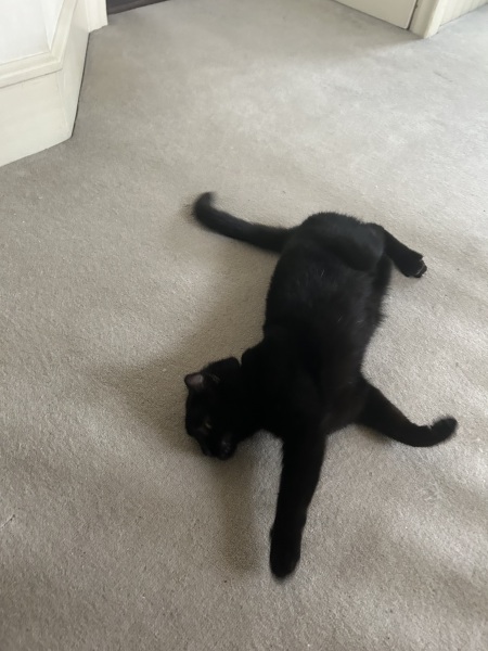 Passports, buckets and spades - the Excellent Cats go on their holidays