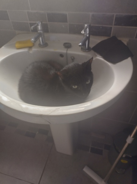 Passports, buckets and spades - the Excellent Cats go on their holidays