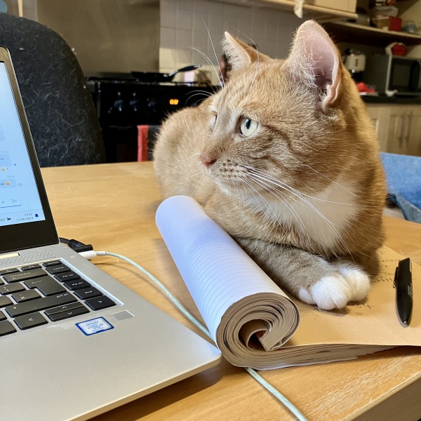 Getting a rescue cat - questions