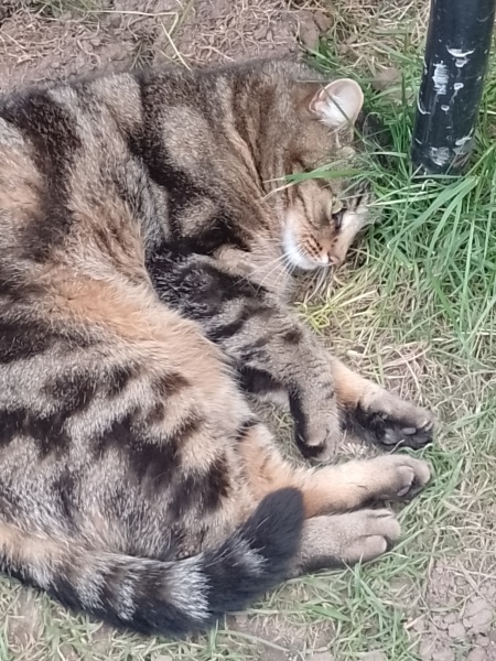 Thread 53 Sunak: Superminority!