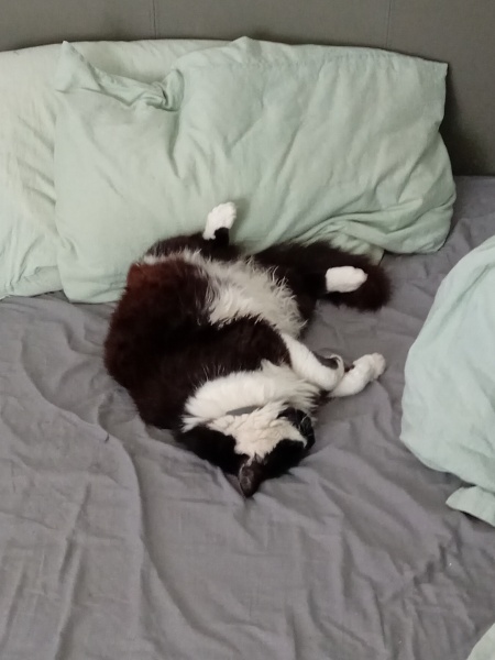 I rescued a cat today