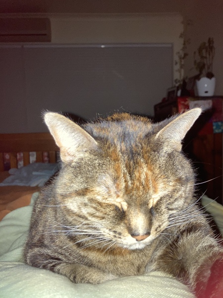 Nothing better than a purring cat