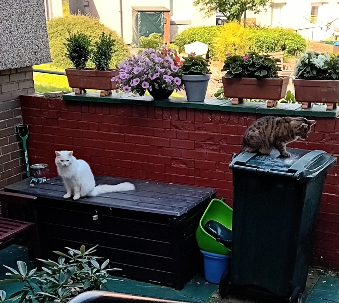 The One where TC moved to Scotland and joined the Excellent Cats