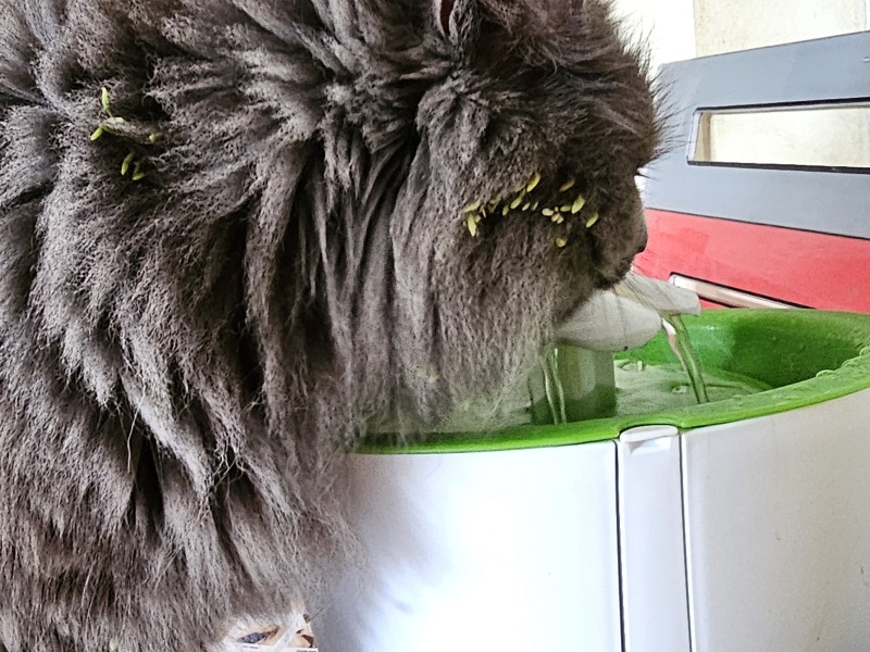 The One where TC moved to Scotland and joined the Excellent Cats