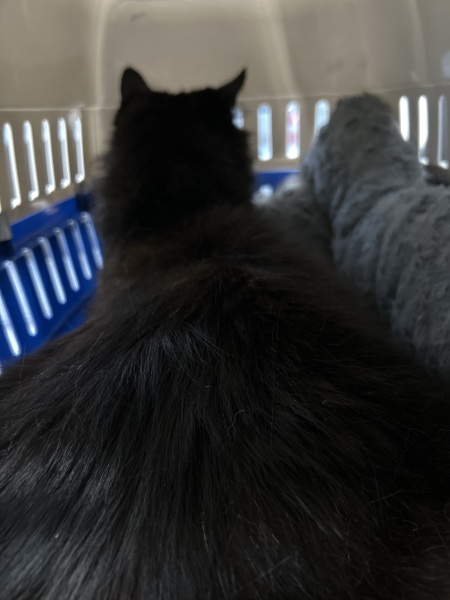 Emergency vet but forgot to change my address with insurance…