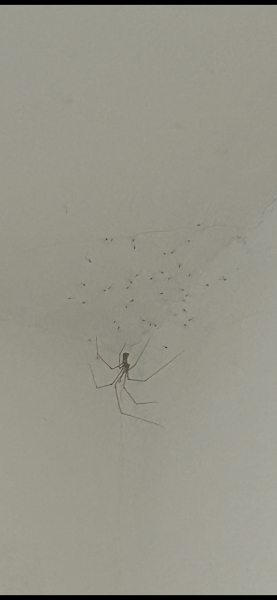 What is this?
