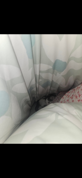 Anyone else's cat sleep UNDER the duvet?!