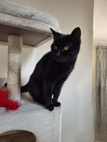 Thread 3 Starmer:  Digging has started, bigger shovel required