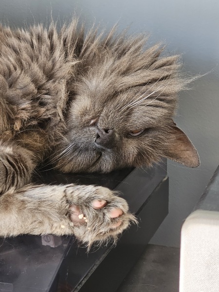 How many mums really follow American politics?