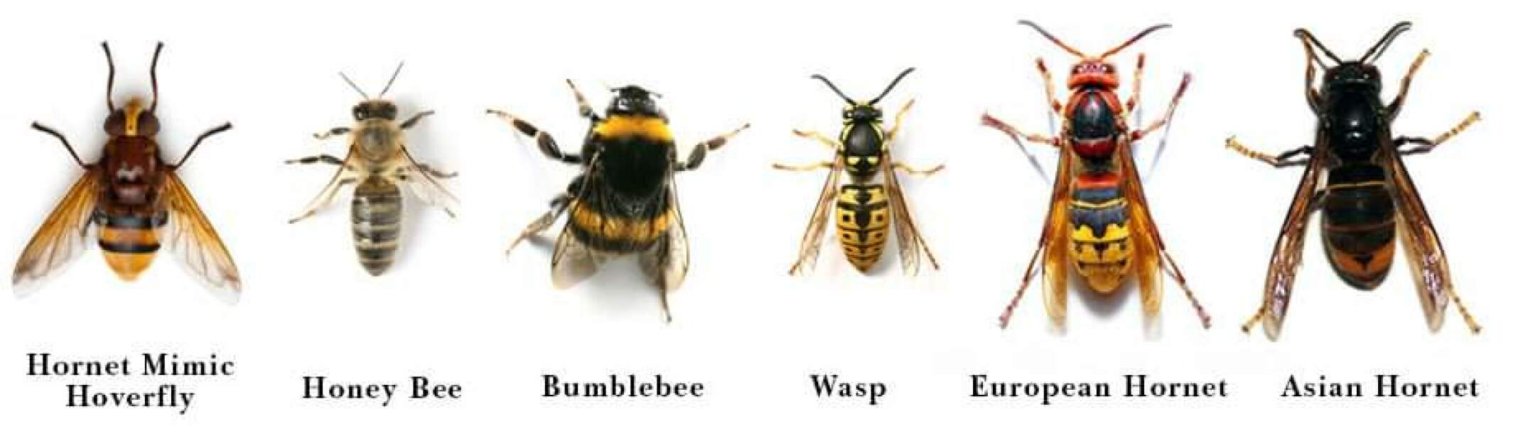 What the hell is this?