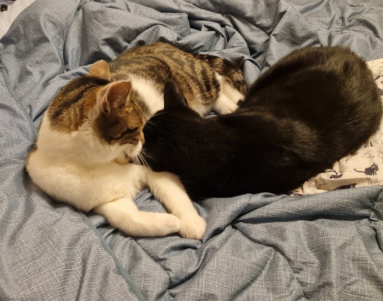 I have adopted a kitten - my cat isn't happy