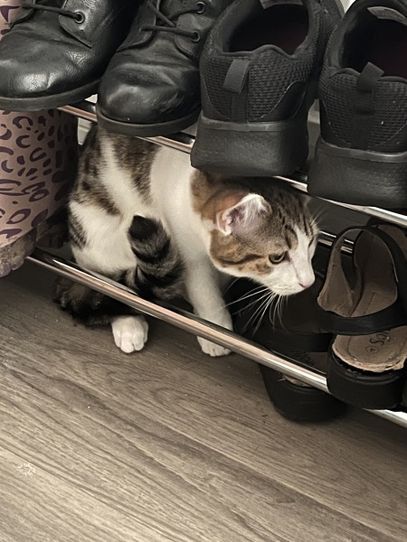 My cat ‘hiding’…. Anyone else have this??