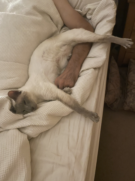 Thread 3 Starmer:  Digging has started, bigger shovel required