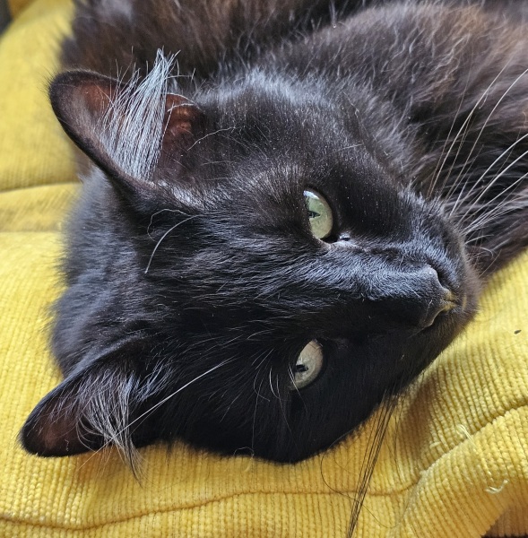 The One where TC moved to Scotland and joined the Excellent Cats