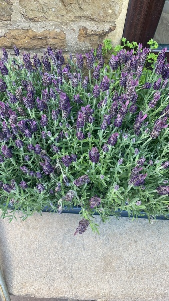 French lavender advice