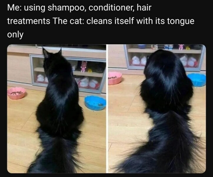 Passports, buckets and spades - the Excellent Cats go on their holidays