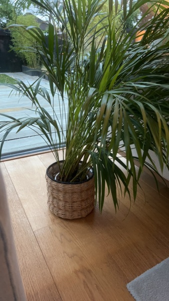 Why do these indoor plants always do this?