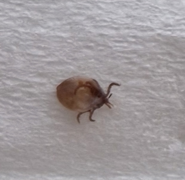 Was this a tick? Pic attached