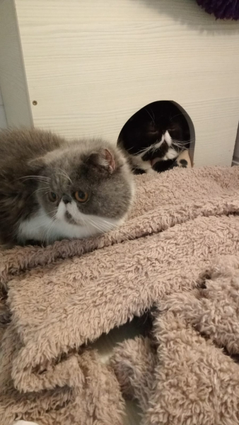 Magnificent Moustaches