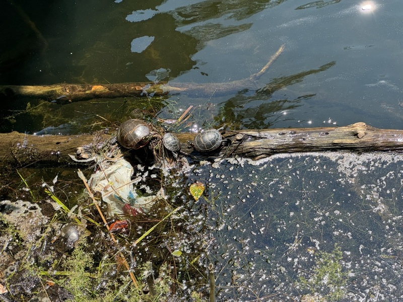 Come and tell me your dull and unexciting news 30: Calmly through the day