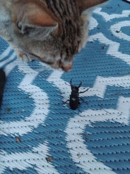 Aston University + gerbil merch thread