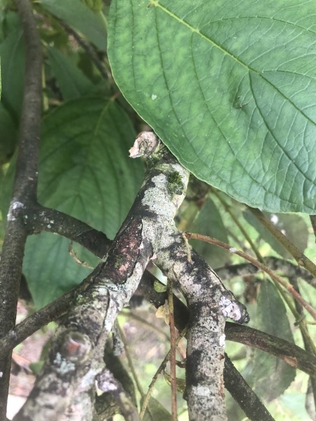 Hedge problem