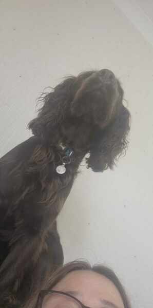 Working Cocker Spaniel?