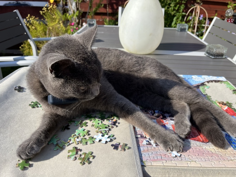 Passports, buckets and spades - the Excellent Cats go on their holidays