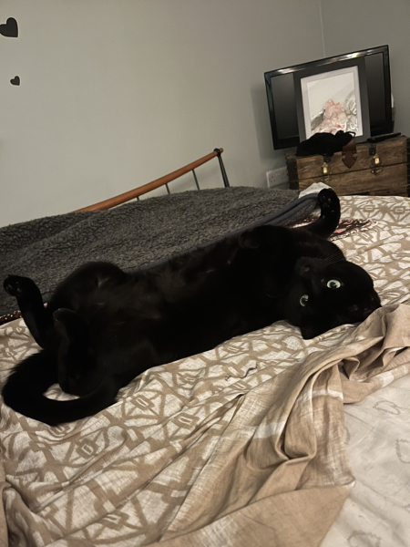 Passports, buckets and spades - the Excellent Cats go on their holidays