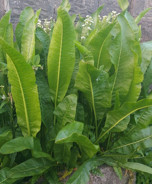 Plant identification