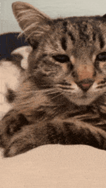 Brexit mega thread part 13: All eyes on Ireland