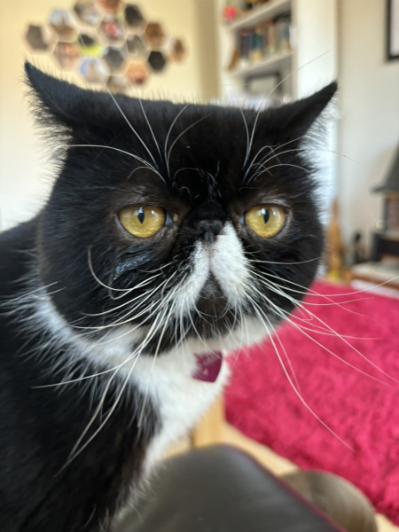 Cat photos