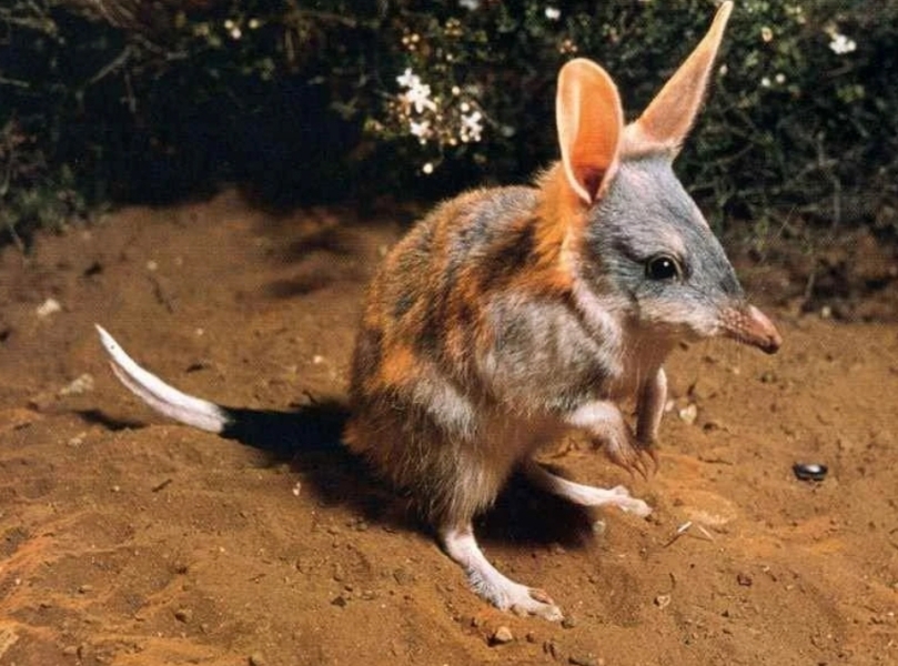 Aston University + gerbil merch thread