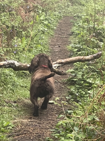 Working Cocker Spaniel?