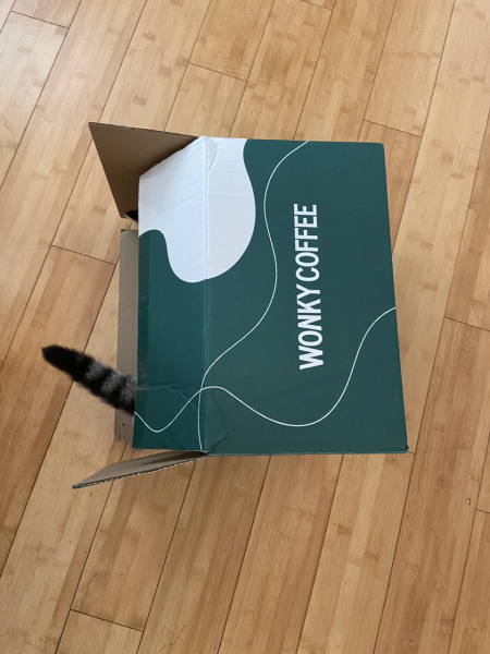 My cat ‘hiding’…. Anyone else have this??