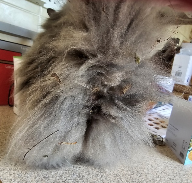 Passports, buckets and spades - the Excellent Cats go on their holidays