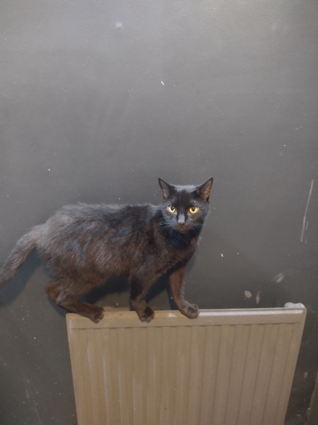 Passports, buckets and spades - the Excellent Cats go on their holidays