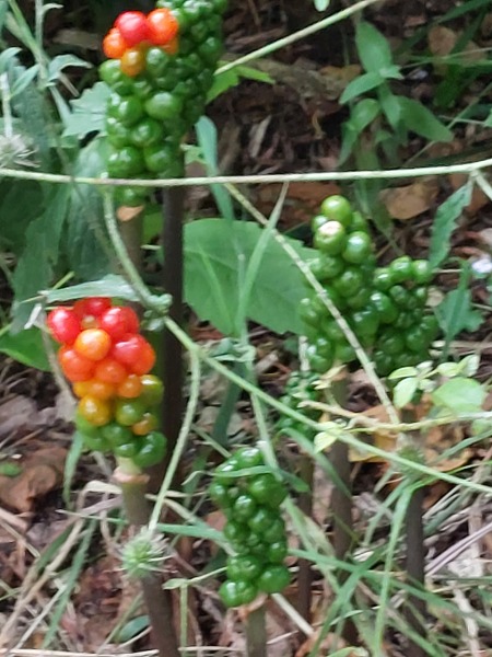 What's this little plant?