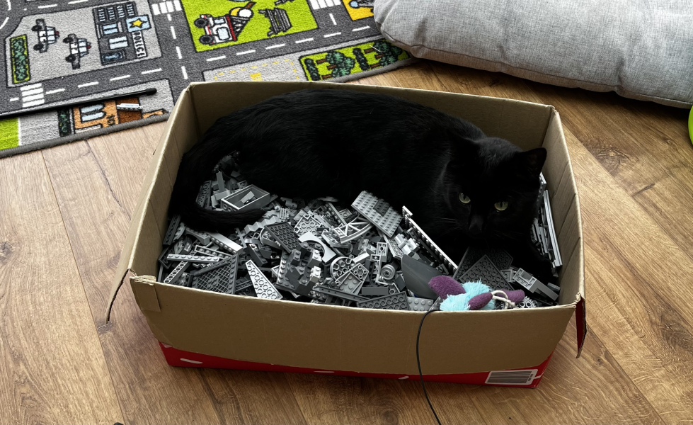 New (first) cat - what sort of bed?