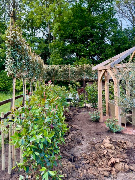 could you please show me your pleached trees?