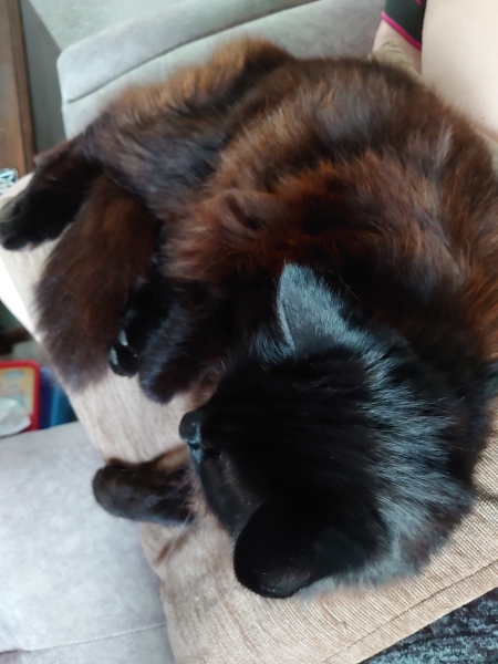 Passports, buckets and spades - the Excellent Cats go on their holidays