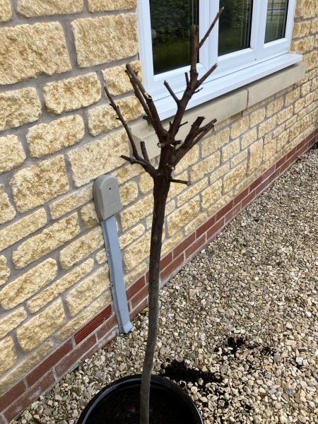 Help! I think I’ve killed my bay tree 😓
